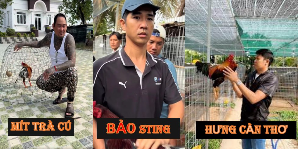 Sư kê huyền thoại